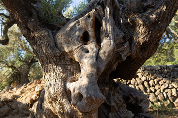 Obraz premium horse of a tree