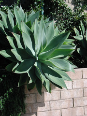 Agave attenuata
