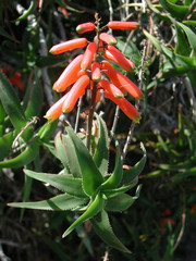 Aloe ciliaris 