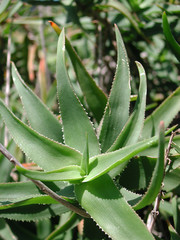 Fototapeta premium Aloe ciliaris 