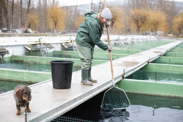 Female fishing for sturgeon with landing net on farm