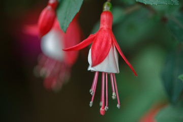 Fuchsia