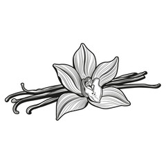 Vanilla flower and vanilla pods and vanilla flower. Vector illustration. 