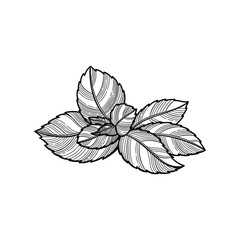 Spice. Fresh mint leaf. Vector illustration. The isolated image on a white background. 