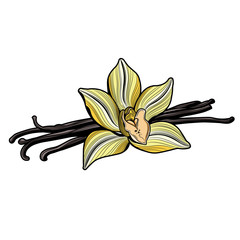 Vanilla flower and vanilla pods and vanilla flower. Vector illustration. 