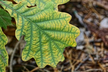a large colored oak leaf on a branch in the forest