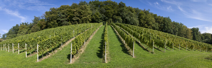 panoramic view vineyard along the south Styrian vine route named suedsteirische weinstrasse in Austria , Europe