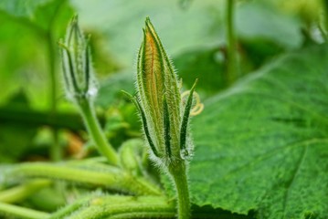 one big yellow pumpkin flower on a branch with big green leaves in the garden
