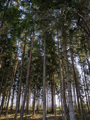trees in forest
