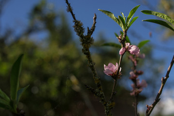 pink flowers with blue background