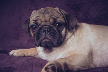 pug puppy resting lying on the couch. pug lies on a purple blanket