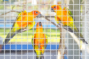 parrot bird sun conure or sun parakeet (Aratinga solstitialis)