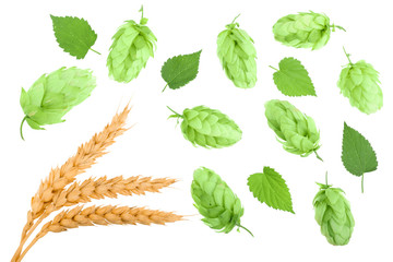hop cones with ears of wheat isolated on white background close-up. Top view. Flat lay pattern