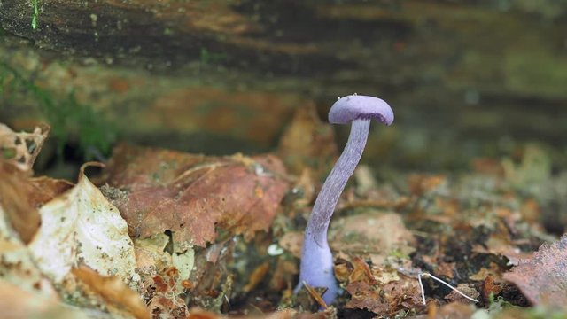 Amethyst Deceiver on the forest floor