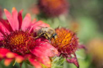 Pszczoła na czerwonm kwiatku
