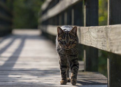 Katze auf Br&uuml;cke