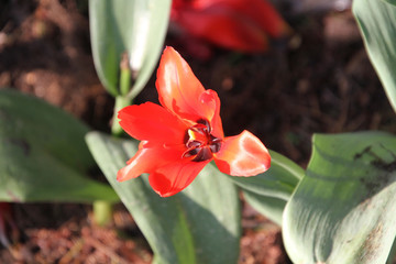 Obraz premium A closeup of cannaceae blossom