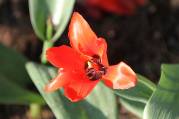 A closeup of cannaceae blossom