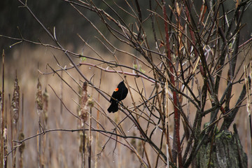 A red wing blackbird sitting on a branch with bulrushes and a marsh in the background.