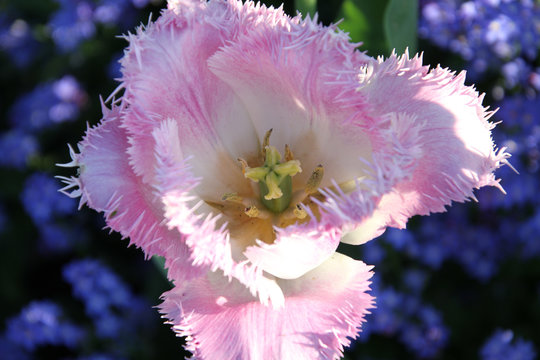 A  closeup of a pink and white calochortus blossom