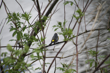 A golden crowned sparrow on a branch with a cloudy sky in the background.