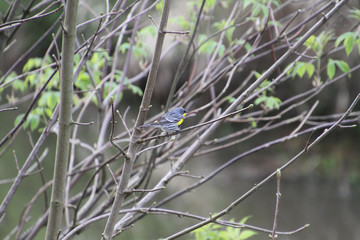 A golden crowned sparrow sitting on a branch with a meadow in the background.