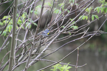 A golden crowned sparrow on a branch with a stream in the background.
