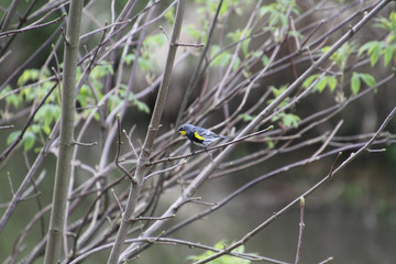 A golden crowned sparrow on a branch with a stream in the background.