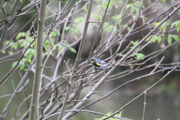 A golden crowned sparrow on a branch with a stream in the background.
