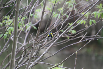 A golden crowned sparrow on a branch with a stream in the background.