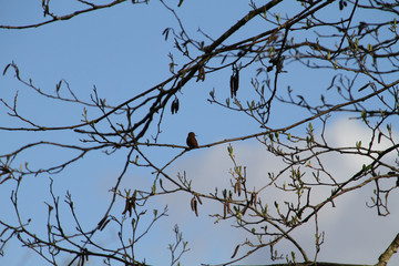 A Rufus hummingbird perched on a branch with blue sky in the background.