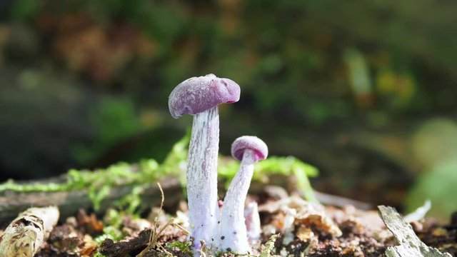 Amethyst Deceiver on the forest floor