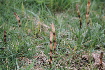 Horsetail plant growing on the side of a trail in among the grass.