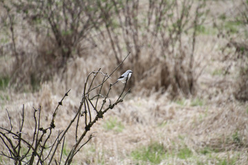A northern shrike perched on a branch with a meadow in the background.