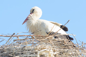 Storks. Surenavan. Armenia