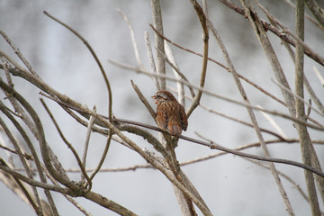 A song sparrow on a branch eating an insect.