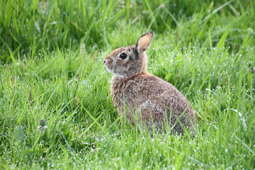 A wild rabbit sitting in a grass field on a sunny day.