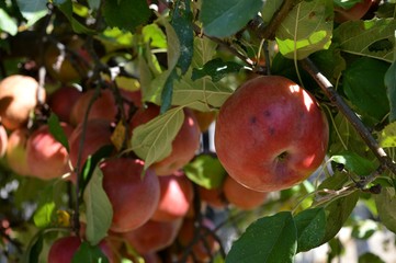 red apples on a tree