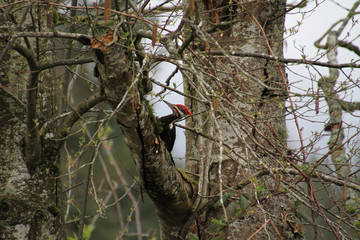 A pileated woodpecker looking for food on a tree branch.
