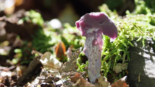 Amethyst Deceiver on the forest floor