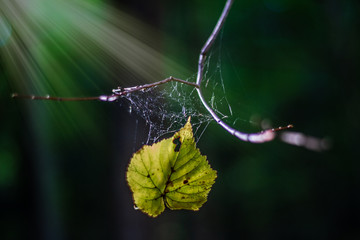 Blatt im Spinnennetz gefangen