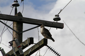 A red tailed hawk perched on top of a power pole on a clear sunny day.