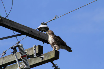 A red tailed hawk perched on top of a power pole on a clear sunny day.