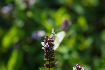 Pszczoła na czerwonm kwiatku