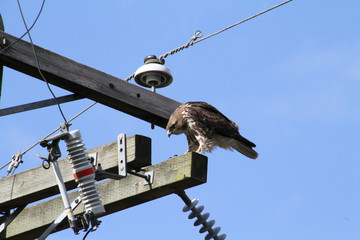 A red tailed hawk perched on top of a power pole on a clear sunny day.