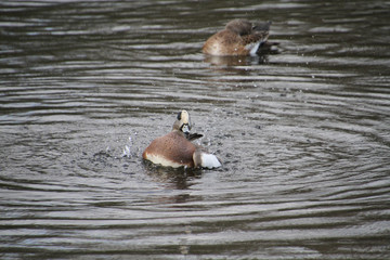 An American Widgeon playing in a small lake.