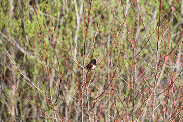 A spotted Towhee perched on a tree branch