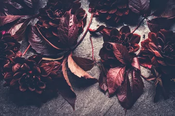 Foto op Canvas Dark red dahlias bloom layout. Autumn dahlias flowers with fall leaves background, top view, flat lay © VICUSCHKA