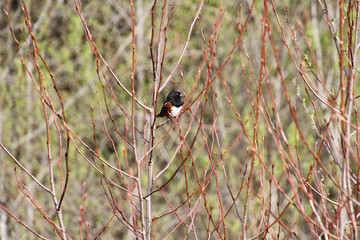 A spotted Towhee perched on a tree branch