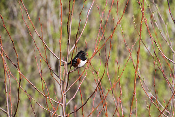 A spotted Towhee perched on a tree branch